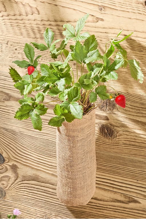 Hanging Strawberry Garden, Brown