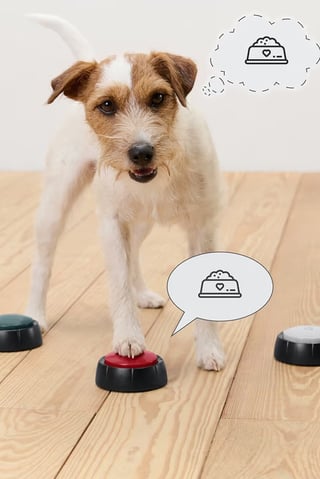 3 Pieces Dog Training Buttons, Multicolor