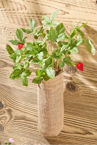 Hanging Strawberry Garden, Brown