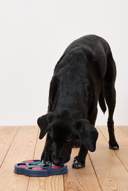 Dog Intelligence Toy